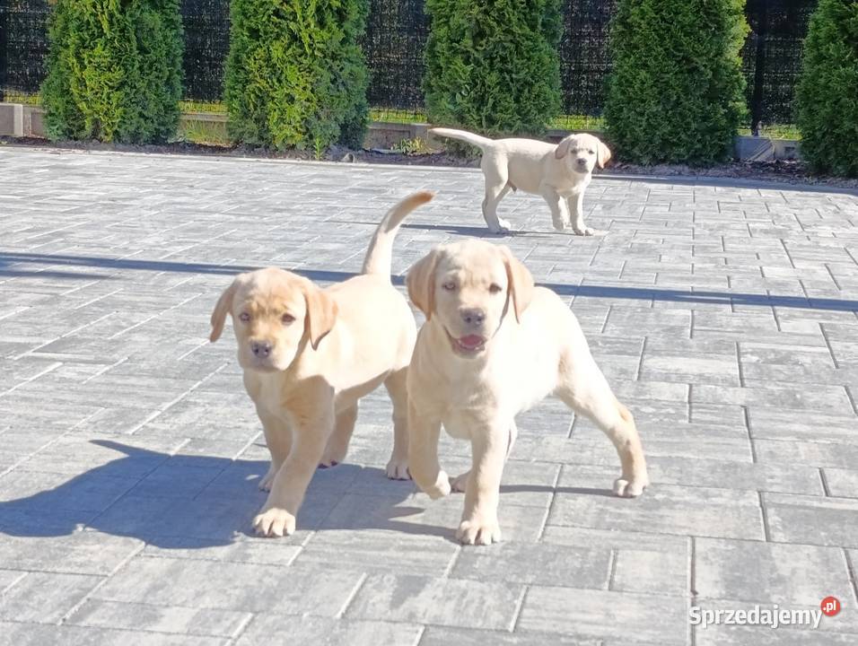Labrador Milejowice