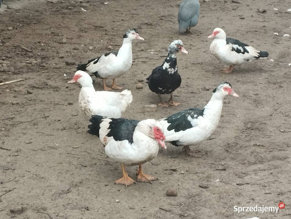 Sprzedam kaczki perliczki łódzkie Lipce Reymontowskie