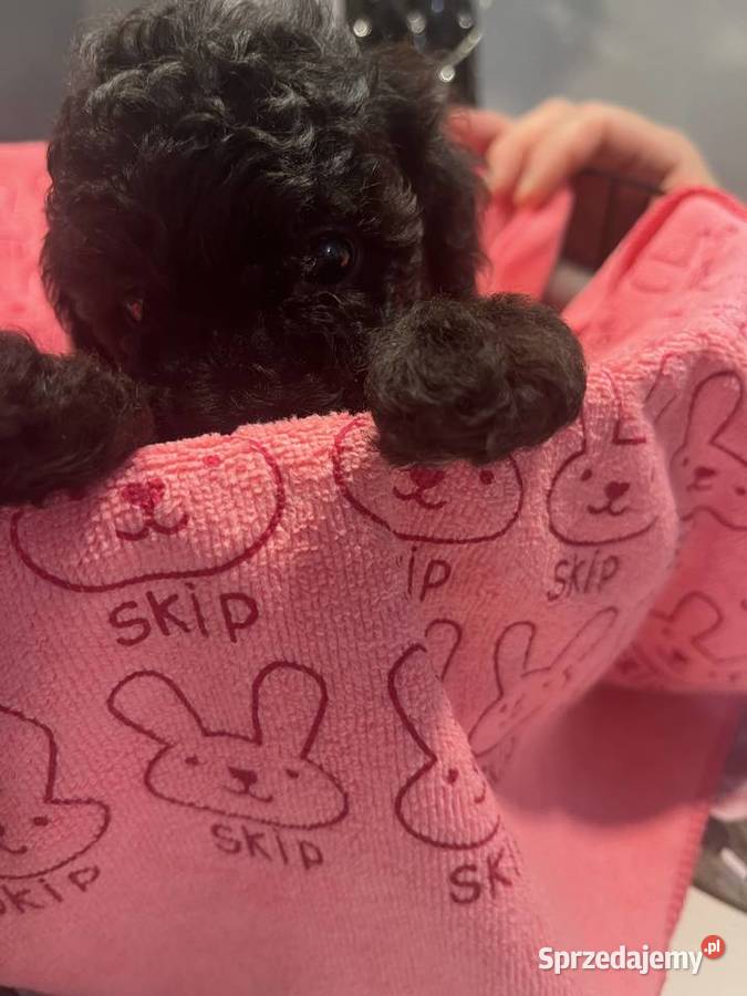 Pudel miniatura samiec