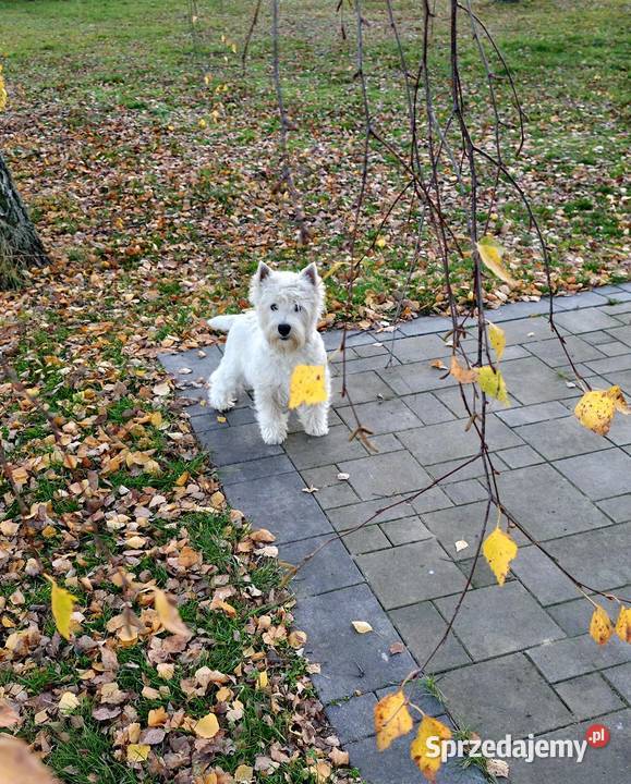 Piesek Championach West Highland White terrier Chrośla