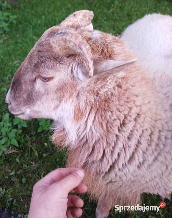 Owce kameruńskie baranki tryki suffolk mieszane opolskie Olesno