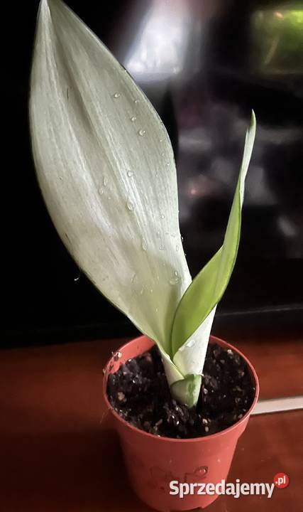 Sansewieria Moonshine