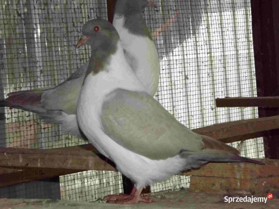 sprzedam gołębie Podborze