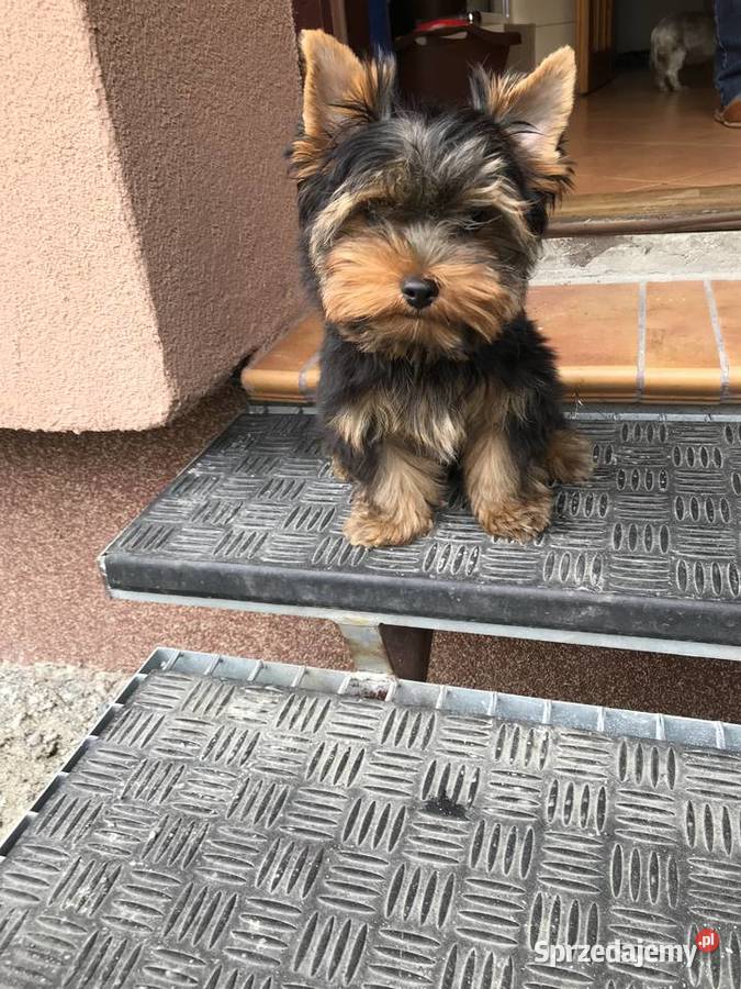 Śliczny mały York Cieszyn sprzedam
