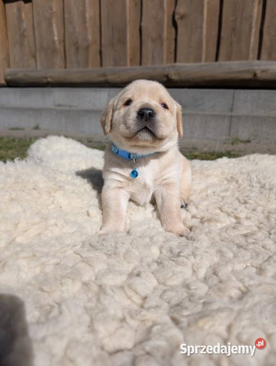 Labrador retriever Labrador Chmielno