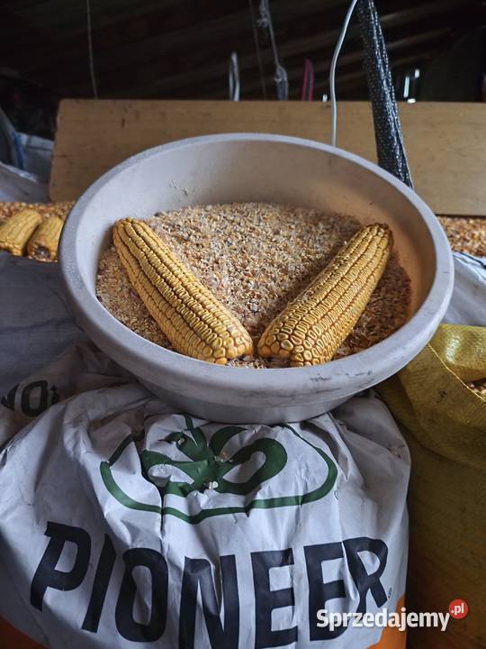 sprzedam kukurydze
