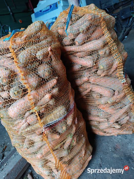 Marchew odpadowa wielkopolskie Szczytniki