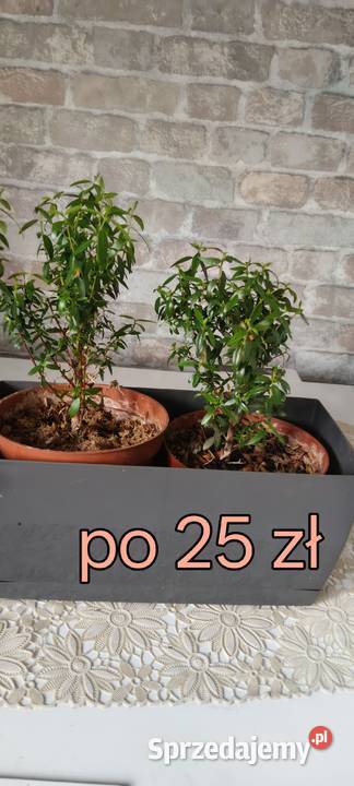 Martamirra wielkopolskie sprzedam