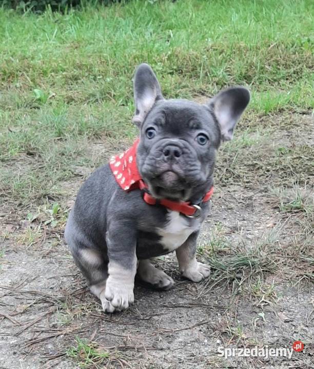 Buldog francuski piesek
