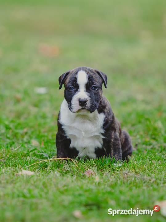 Sprzedam szczeniaki rasy Amstaff z rodowodem Skrzyszów