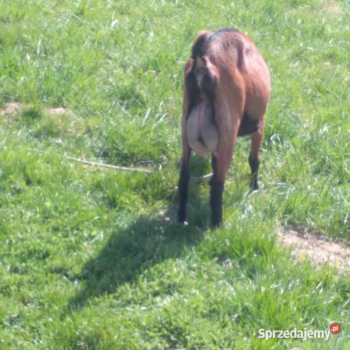 koza alpejska drugim ukotem Biszcza