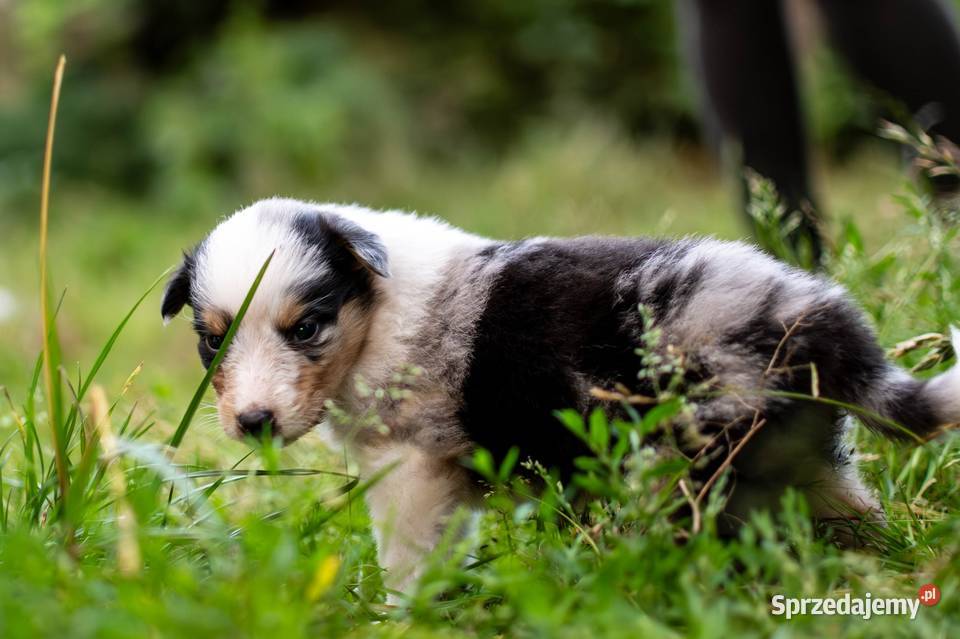 Owczarek szkocki collie z metryką wielkopolskie Zakrzewo