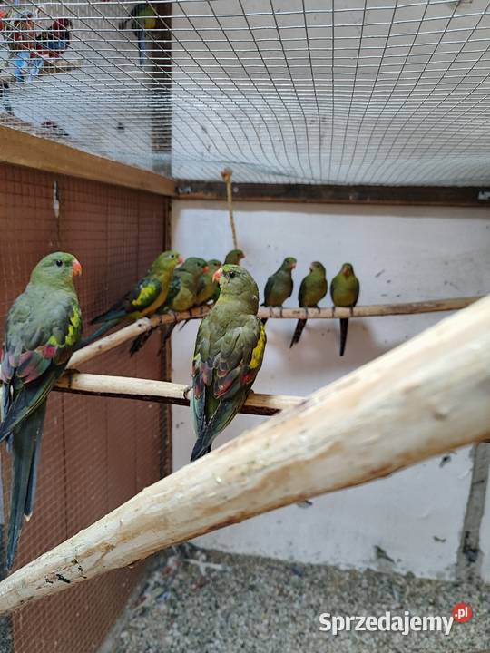 Papugi górskie bergi czerwonoszkrzydle