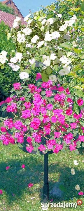 Kwietnik Jelenia Góra