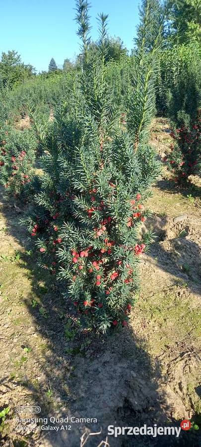 Cis hicksii I hilli 9060 28 2000 sztuk Mąkolno