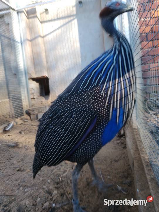 Perlice sępię ptaki egzotyczne Dubin