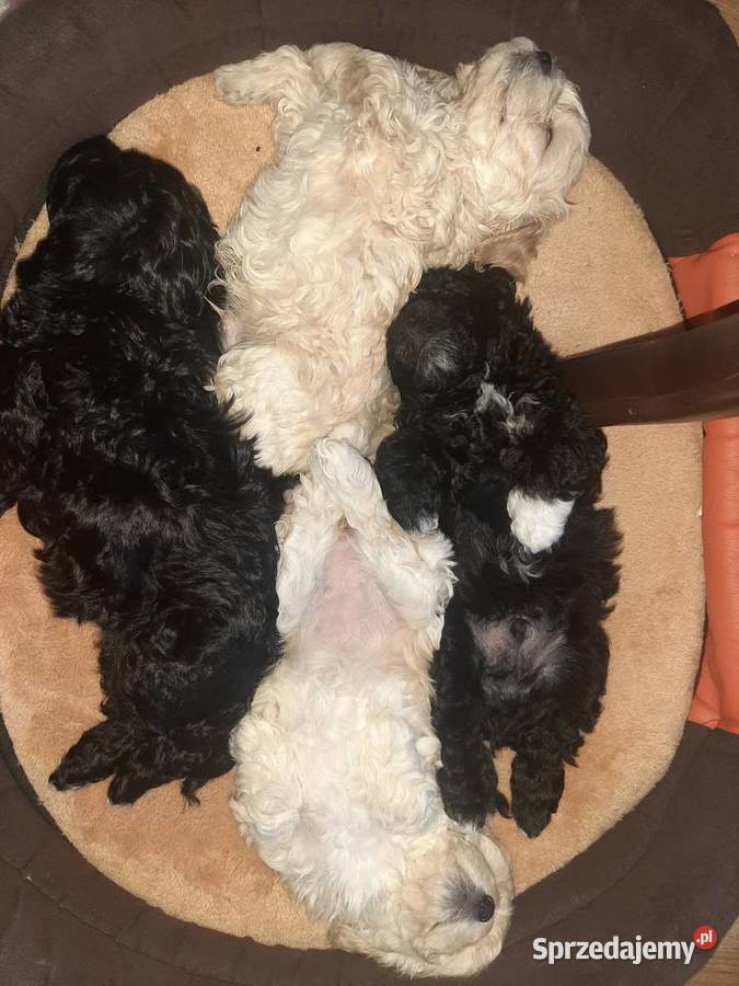 Bisspoo FRISPOO Maltipoo