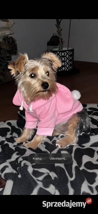 Sprzedam suczkę yorka pomorskie
