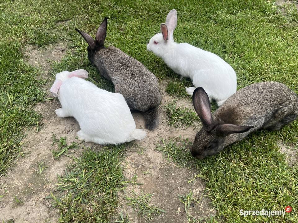 Króliki mix kalifornijski z srokaczem Szadek