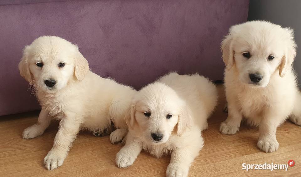 ŚLICZNE PIESKI GOLDUSIE Stary Broniszew