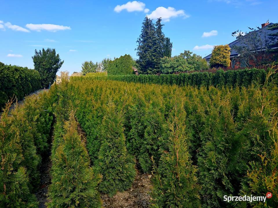 TUJA SZMARAGD Thuja occidentalis Smaragd Sompolno