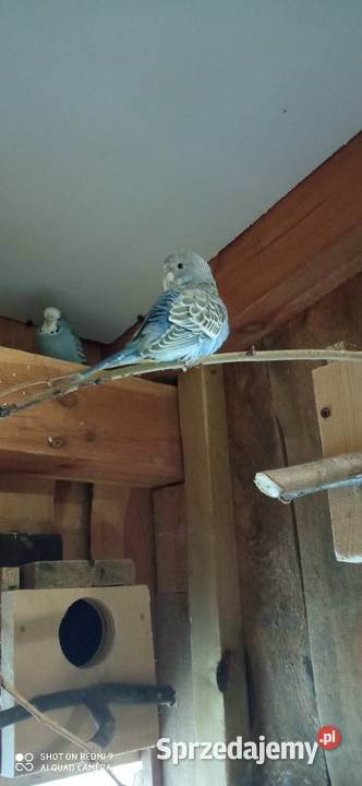 Do sprzedania papugi faliste