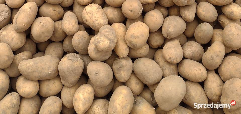Ziemniaki sprzedam Ibramowice