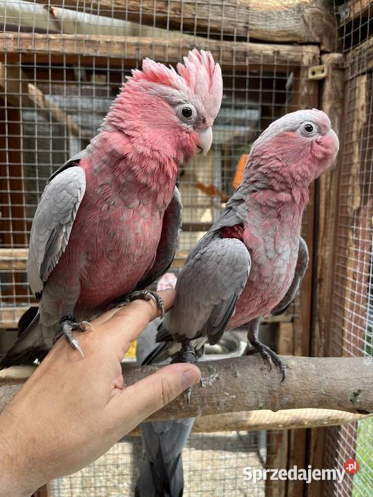Kakadu Różowe szczepiące na Lutino