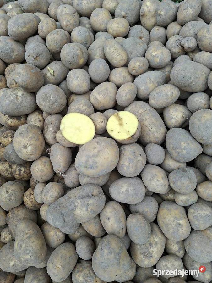 Sprzedam ziemniaki Lublin