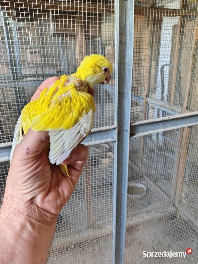 Żółty mnich do ręcznego karmienia Chudów