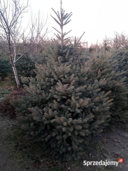 Choinki Świerk Srebrny Zwykły Duży Wybór Cięte lubelskie