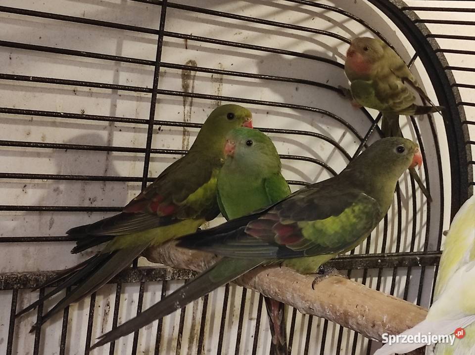 Papugi górskie Rębków