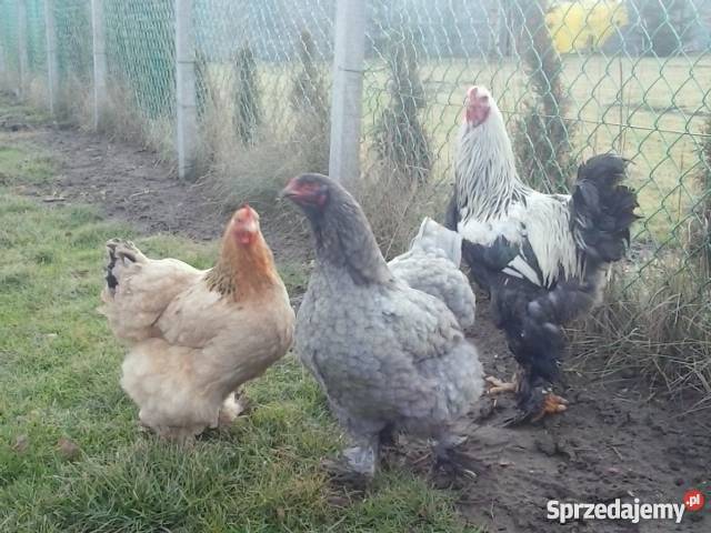 Brahma Brahmy Olbrzymie Radoszyce sprzedam