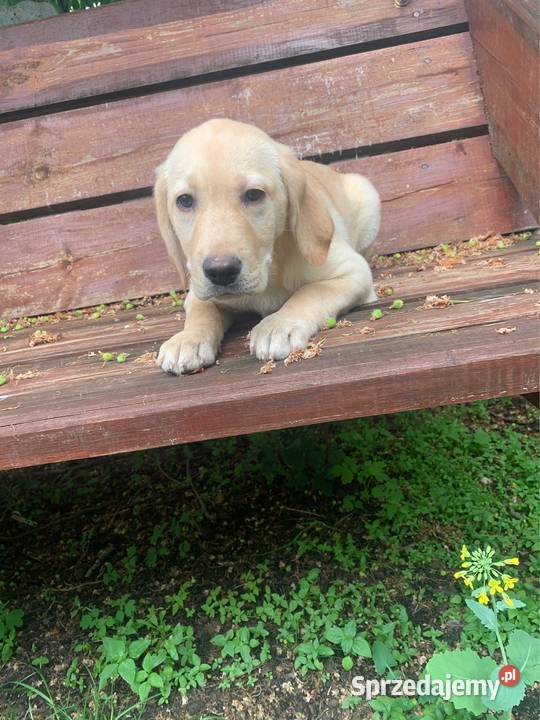 Labrador biszkoptowa suczka