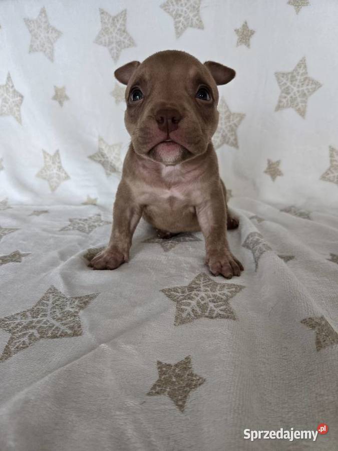 Śliczne szczenięta American Bully Pocket Marle Gdańsk sprzedam