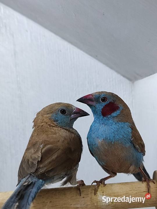 Motylik krasnouchy Astryld Astryldy para małopolskie