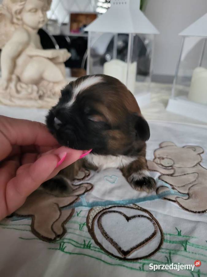 Pieski shih tzu tricolor i złoty z czarną maską Poręba