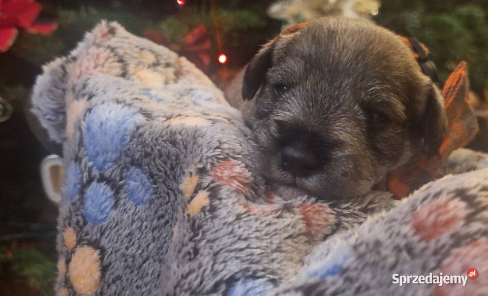 Cudny sznaucerek miniaturowy szczeniaczki czarne Wołomin