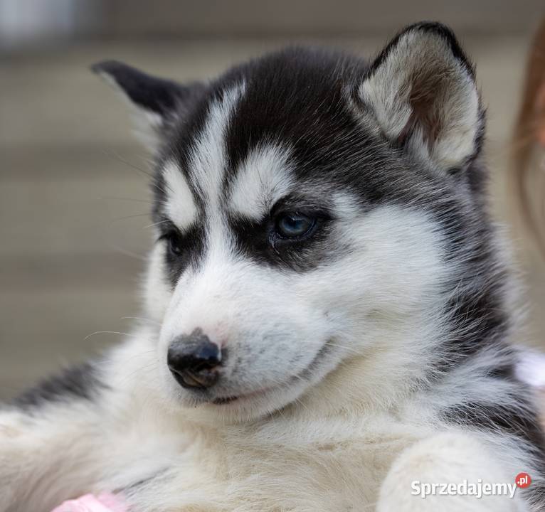 Sunia Siberian Husky szczenię rodowód Wola Zarczycka