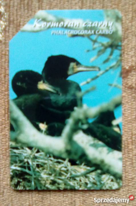 KORMORAN CZARNY POSPOLITY PTAK WODNY DOSKONAŁY Pocztówki i karty telefoniczne
