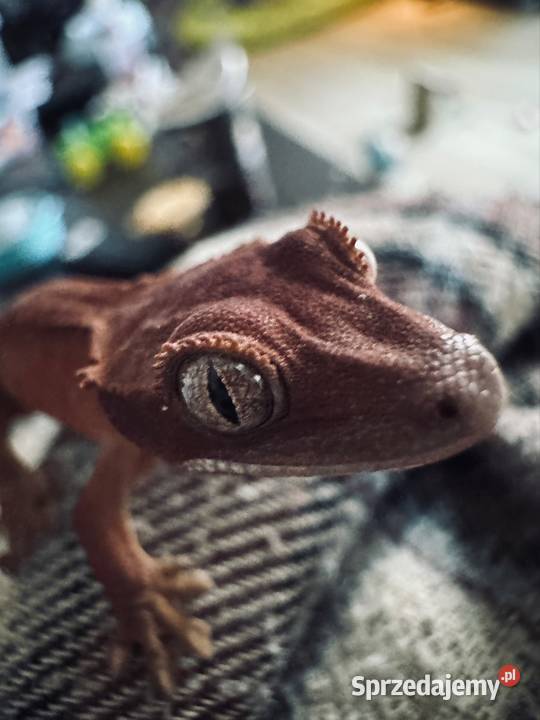 Młody gekon orzęsiony bicolor śląskie Jastrzębie-Zdrój