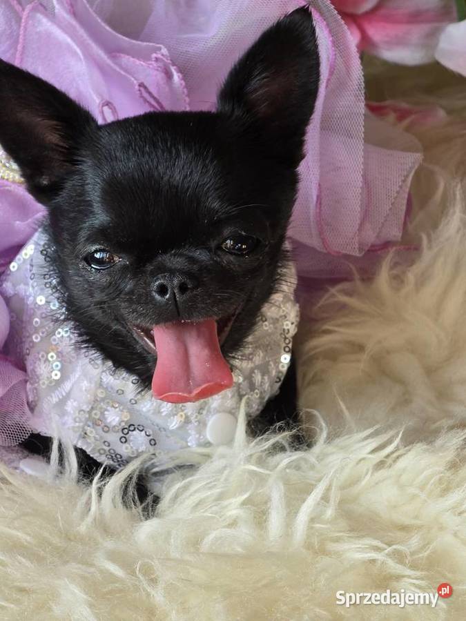Chihuahua XS Mini Bielsko-Biała