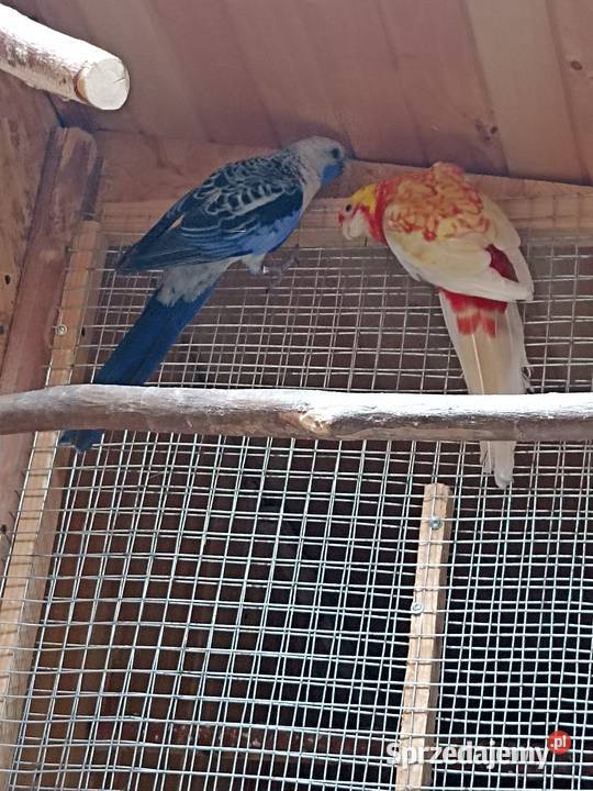 Sprzedam papugi rozelle królewskie aleksandretta Kobyłka