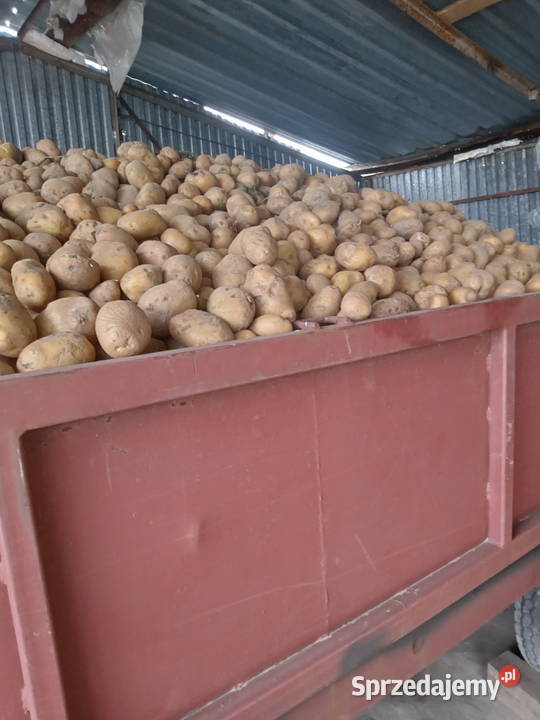 Ziemniaki Jadalne Owacja Pozostałe mazowieckie Wiśniew-Kolonia sprzedam