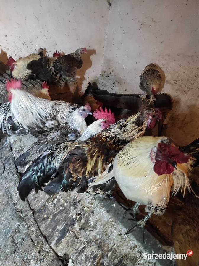 Koguty drób tanio Bochnia