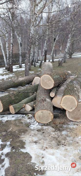 Dąb w klocku do przerobu stolarskiego Trzcinica
