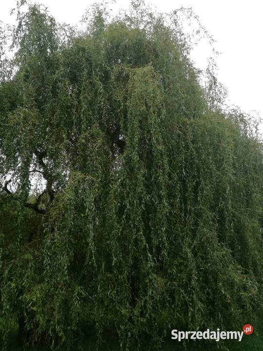wierzba mandzurskapłacząca wierzby z gruntu lubelskie Puławy
