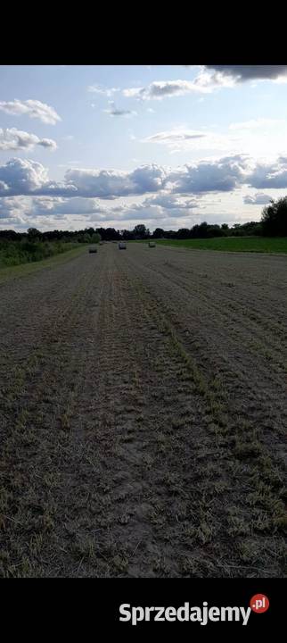 Sprzedam siano krow koni sianokiszonka Skierniewice