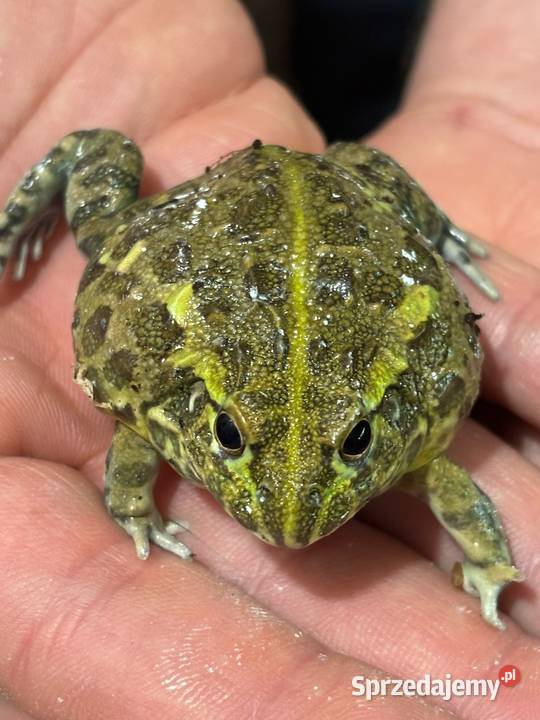 Afrykańska żaba byk Pyxicephalus adspersus Gady i płazy warmińsko-mazurskie
