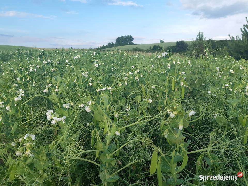 Groch siewny Ostinato Staniowice